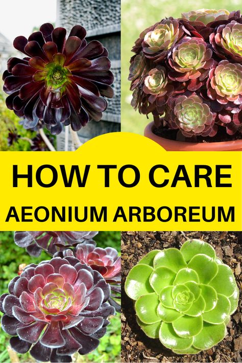 Learn how to grow and care for the Aeonium arboreum “Zwartkop” (Black Rose). #typesofsucculents #plants Black Rose Succulent, French Terrace, Aeonium Zwartkop, Aeonium Succulents, Rose Succulent, Types Of Succulents Plants, Parmesan Potatoes, Cactus Types, Rose Care