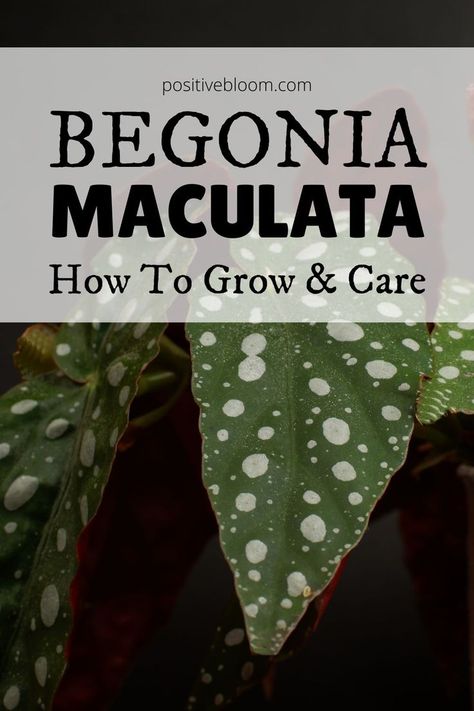 Begonia Care, Peperomia Plant, Begonia Maculata, Alocasia Plant, Calathea Plant, Prayer Plant, Pothos Plant, Jade Plants, Monstera Plant