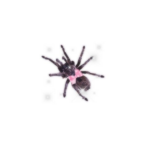 Spider Png Aesthetic, Spider Png, Pet Tarantula, Goofy Cats, Carrd Png, White Bg, Png Aesthetic, Spiders, Low Key