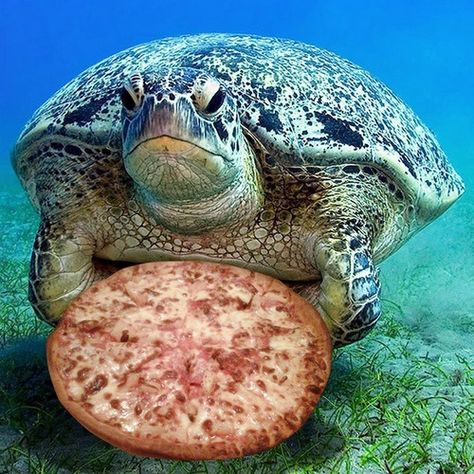 turtle eating a pizza | Turtles eat pizza. They are great divers and they will venture out to ... Turtle Eating, Pizza Planet, Pizza Pizza, Eat Pizza, Love Pizza, Love Animals, Mutant Ninja, Teenage Mutant, Teenage Mutant Ninja Turtles