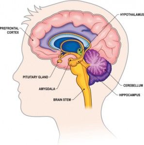 The limbic system is a collection of brain structures that plays a role in unconscious bodily functions as well as emotion, learning, memory, and behavior. It is the part of the brain that feels and reacts, and although it is generally under control of the “thinking” part of the brain, it can react to stimuli … Hippocampus Brain, Amygdala Hijack, Brain Diagram, Nervus Vagus, Sistem Saraf, Brain Surgeon, Brain Structure, Limbic System, Brain Anatomy