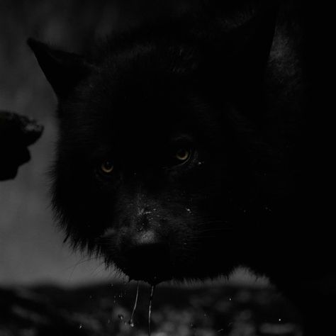 Direwolf Aesthetic, Rafael Waithe, Horror Costumes, Wolf’s Rain, Black Pomeranian, Werewolf Aesthetic, Money Wallpaper Iphone, American Werewolf In London, Vikings Ragnar