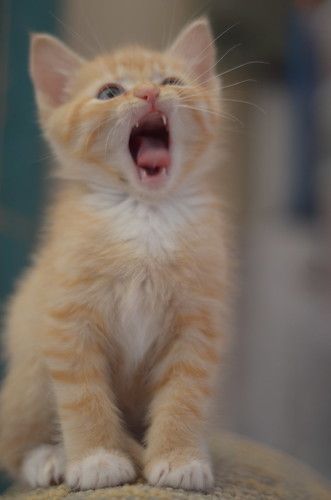 Sketching Cats, Tabby Kitten Orange, Orange Kitten, Cat Yawning, Orange Kittens, Tabby Kitten, Precious Animals, Image Chat, Orange Tabby Cats