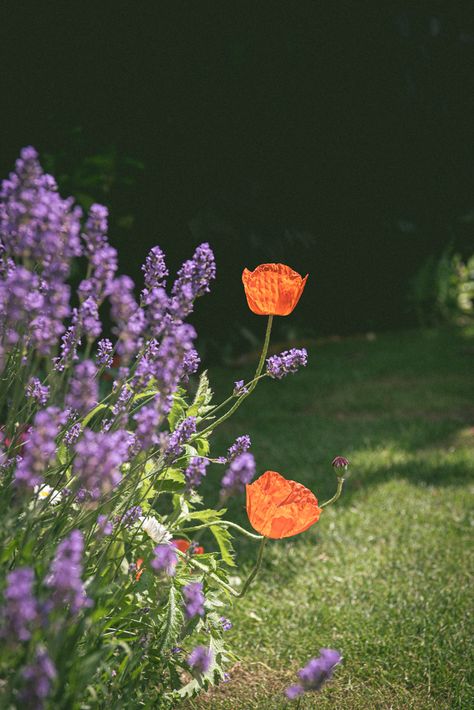 Poppy Flower Garden, Garden Cottagecore, Garden Lavender, British Cottage, Icelandic Poppies, Garden Border, Lavender Garden, English Lavender, Summer Berries