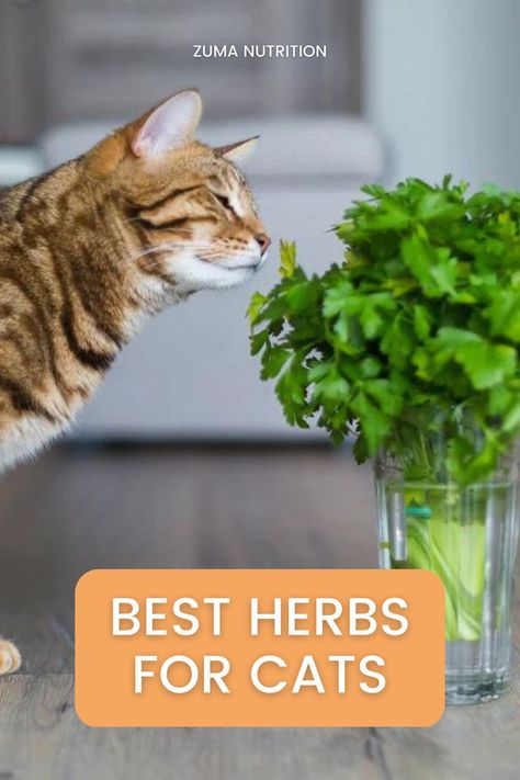 Herbs For Cats, Cat Health Remedies, Cat Cold, Cat Medicine, Cat Health Problems, Cat Health Care, Skin Natural Remedies, Cold Sores Remedies, Natural Sleep Remedies