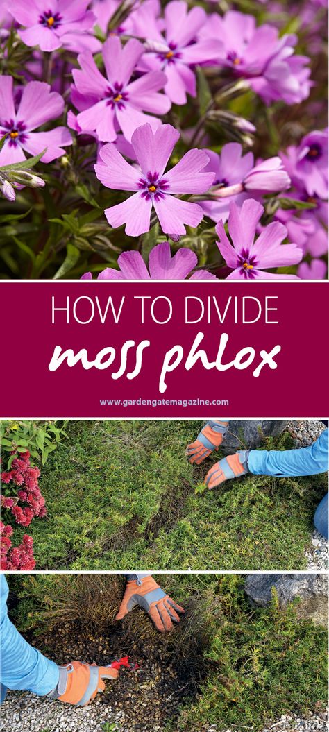 It's time to divide spring perennials! How to divide moss phlox. #dividingperennials Creeping Phlox Ideas Flower Beds, Creeping Phlox In Container, Phlox Ground Cover, Moss Phlox Garden, Smart Gardening, Phlox Divaricata, Phlox Plant, Moss Phlox, Phlox Flowers