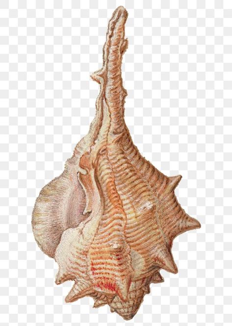 Seashell Png, Whelk Shell, Png Vintage, Free Illustrations, Sea Shell, Conch, Marine Life, Free Image, Free Images