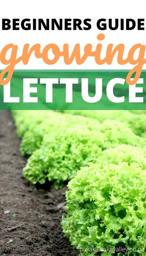 Planting Lettuce In Containers, Planting Lettuce, Grow Lettuce, Beginners Gardening, Gardening Tricks, Growing Lettuce, Garden Layout Vegetable, Plant Outdoor, Gardening Trends