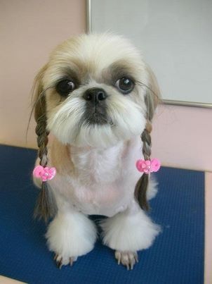 Shih Tzu with braided ears! Perro Shih Tzu, Chien Shih Tzu, Dog Haircuts, Shih Tzu Puppy, Shih Tzus, Small Dog, Dog Hair, Pet Grooming, Dog Grooming