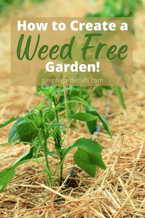 Weeding A Garden, How To Prevent Weeds In Garden, Fencing For Gardens, Keeping Weeds Out Of Garden, Weedless Garden Ideas, No Weeding Garden, How To Keep Weeds Out Of Garden, Weeds In Garden, Beginner Homesteading