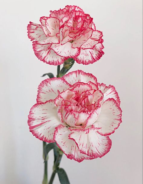 Carnation Flower Photography, Carnation Reference, Carnation Wallpaper Aesthetic, Carnation Flower Wallpaper, Carnation Flower Aesthetic, Carnations Aesthetic, Carnation Flower Drawing, Carnation Drawing, Carnations Flower