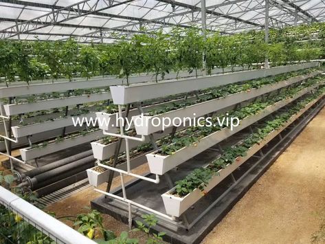 Greenhouse Lettuce, Strawberry Farming, Veggie Garden Layout, Aquaponics Greenhouse, Commercial Greenhouse, Aquaponics Fish, Hydroponic Farming, Vegetable Farming, Vertical Farming