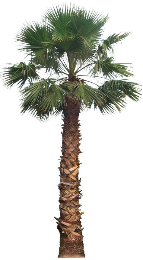 Tree Psd, Tree Photoshop, California Palm Trees, Tree Plan, Fan Palm, Tree Sketches, Landscape Sketch, Tree Png, Tropical Tree