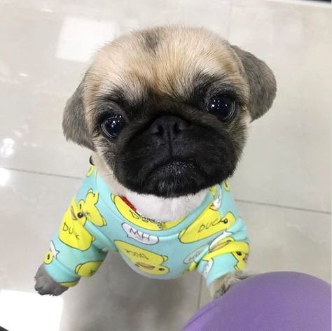 duck print on a silly pug Cute Pug Puppies, Baby Pugs, Baby Animals Pictures, Pug Puppies, Pugs Funny, Cute Pugs, Baby Puppies, Pug Love