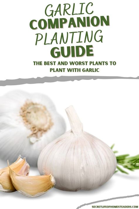 Garlic Companion Plants, Garden Binder, Onion Companion Planting, Society Garlic, Companion Planting Guide, Companion Planting Chart, Companion Planting Vegetables, Companion Gardening, Cabbage Worms