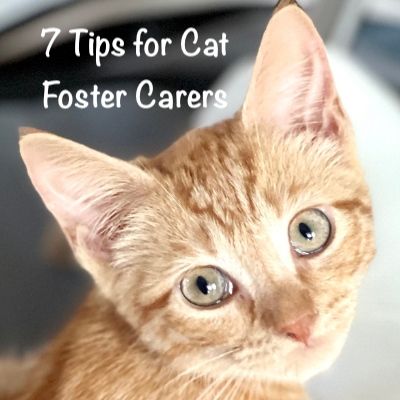 7 tips for cat foster carers Foster Cat Room Ideas, Cat Foster Room, Fostering Cats, Cat Foster, Fostering Kittens, Cat Cube, Foster Cat, Small Kittens, Kitten Food