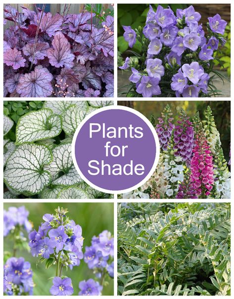 Buy Perennial Plants for Shade Collection online at Golden Valley Plants. Our expertly grown plants for shade fare beautifully in shaded or dappled shade areas of your garden. Our Shade Collection provides you with plants that will add a wealth of shape, texture and colour to the darkest spots in your garden and maximise its fullest potential. When purchasing our plants for shade collection, you will receive a carefully curated bundle of perfectly paired plants, selected by our team of plant ... Shade Loving Plants Uk, Shady Border Plants Uk, Shade Plants Perennial, Shade Perennial Garden, Plants For Shady Areas, Mini Meadow, Best Plants For Shade, Garden Ideas Uk, Shaded Garden