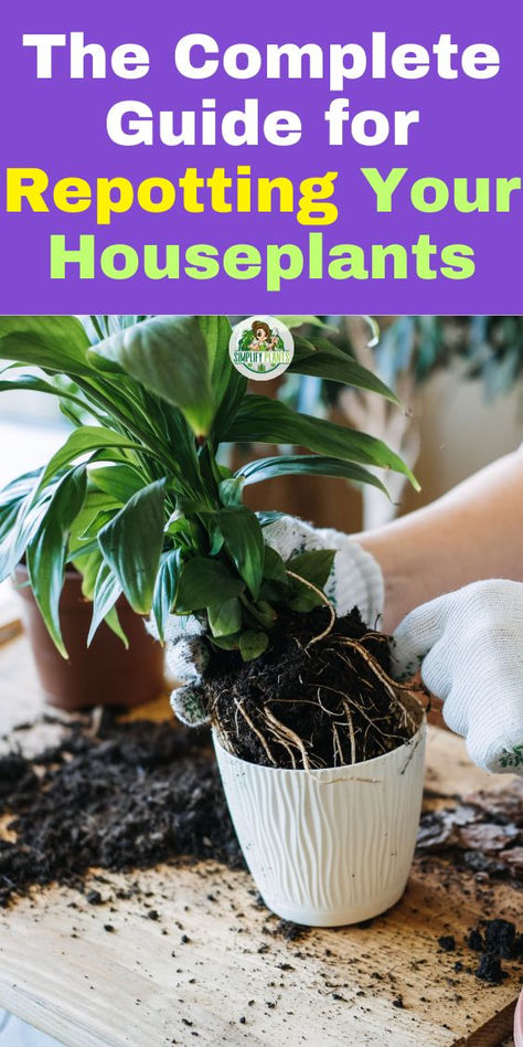 Discover the ultimate resource in "The Complete Guide for Repotting Your  Houseplants." Learn how to repot house plants effectively with step-by-step  instructions and expert tips. Transform your indoor space with stunning  houseplant aesthetics by mastering potting plants and repotting techniques.  Perfect for beginners and seasoned plant lovers alike, this guide covers  everything you need for repotting plants, ensuring your indoor plants  thrive. Elevate your houseplant game today! Caring For House Plants, Repotting Plants Houseplant, Staking Houseplants, When To Repot House Plants, How To Repot A Plant, Repotting House Plants, Houseplant Aesthetic, Potting Plants, Repotting Plants