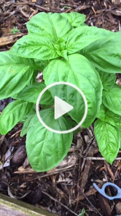 Regrow Basil, Prune Basil, How To Prune Basil, Pruning Basil Plants, How To Prune Basil Plant, How To Trim Basil Plant, How To Pick Basil, How To Trim Basil, Pruning Basil Plants Video