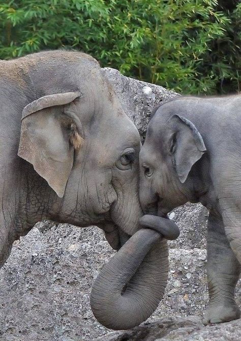 Animal Hugs, Elephant Pictures, Elephants Photos, Baby Elephants, Oh My Goodness, Animals Funny, Elephant Love, Beautiful Picture, Cute Animal Pictures