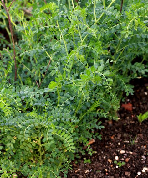 How to grow chickpeas: expert tips to grow garbanzo beans | How To Grow Chickpeas, Growing Chickpeas, Grow Chickpeas, Chickpea Plant, Garbonzo Beans, Bean Garden, Bean Plant, Powdery Mildew, Veg Garden