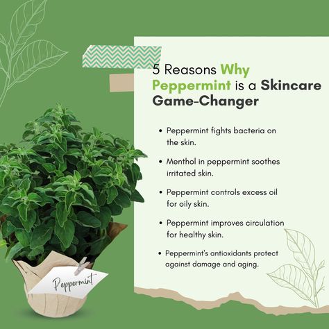 Peppermint Herb Benefits, Peppermint Oil For Skin, Peppermint Water, Benefits Of Peppermint, Peppermint Herb, Peppermint Oil Benefits, Peppermint Tea Benefits, Honey Beauty, Growing Healthy Hair