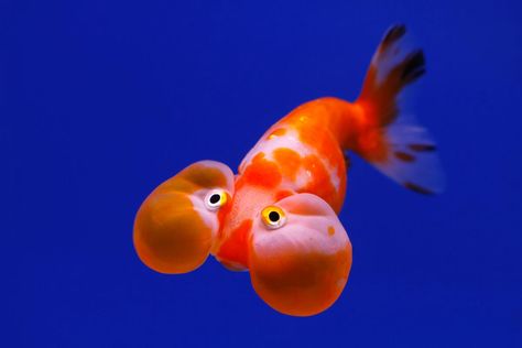 Cool bubble eye Goldfish Photo, Oranda Fish, Cynotype Images, Bubble Eye Goldfish, Jellyfish Pictures, Fancy Fish, Bubble Fish, Goldfish Art, Illustration Comic