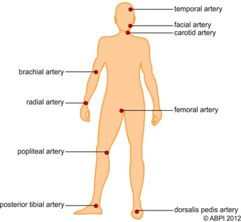 Pulse Locations On the Body | Diagram of pulse points on the body #appliedscience #applied #science #degree #autumn27357 Peripheral Pulses, Pulse Sites, Emt Study, Nursing Assessment, Nursing School Essential, Pressure Ulcer, Body Diagram, Nursing School Motivation, Medical Surgical Nursing