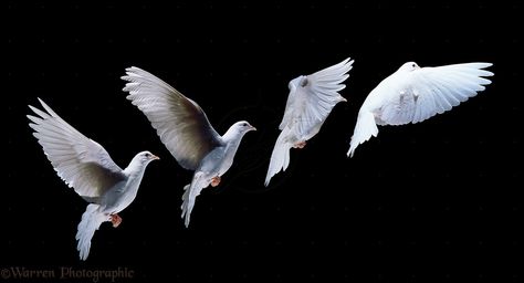 Dove of Peace taking flight Dove In Flight, Birds Photos, Movement Photography, Dove Pictures, Miss Peregrines Home For Peculiar, Peculiar Children, Texture Graphic Design, Friends Image, White Dove