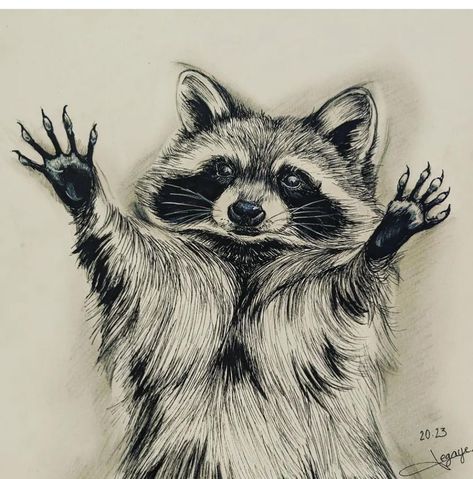 Cute Raccoon Drawing, Dry Etching, Cute Racoon Drawings, Racoon Drawings, Drawing Of A Raccoon, Racoon Sketch, Racoon Drawing, Raccoon Drawing Realistic, Witchy Raccoon Tattoo