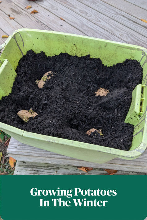 I am doing an experiment! Growing potatoes inside during the winter. Growing Potatoes In Containers, Potatoes In Containers, Plant Potatoes, Container Potatoes, Grow Potatoes, Planting Potatoes, Growing Potatoes, Trying Something New, Waste Of Time