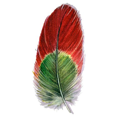 Parrot Feather Watercolor Red and Green Macaw Feather Study 484 ($31) ❤ liked on Polyvore featuring home, home decor, wall art, portrait picture, watercolor wall art, feather painting, portrait painting and watercolour painting Watercolor Bird Paintings, Green Macaw, Dancer Tattoo, Feather Watercolor, Macaw Feathers, Castle Tattoo, Parrot Painting, Parrot Feather, Bird Paintings