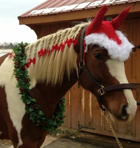 Diy Christmas Costumes, Horse Mane Braids, Stall Decorations, Dog Parade, Horse Photography Poses, Horse Braiding, Barn Christmas, Christmas Elf Costume, Christmas Fancy Dress