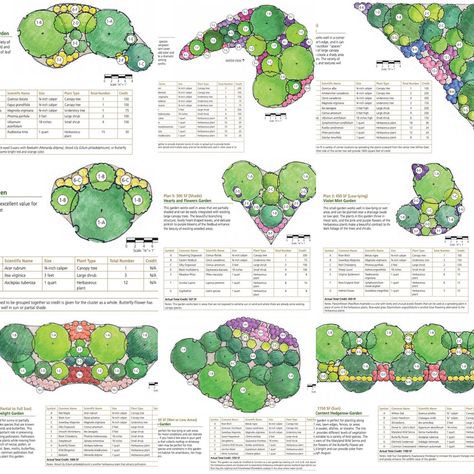 Maryland, DC and Virginia Native Plants: Native Garden Plans Galore! Front Yard Landscape Plan, Eastern Redbud Tree, Native Plant Landscape, Eastern Redbud, Redbud Tree, Native Plant Gardening, 2024 Ideas, Planting Plan, Backyard Landscape