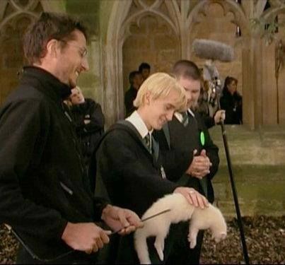 it's the ferret !! It's totally fake. And on a stick. Ha! Draco Malfoy, Ferret, The Story, White