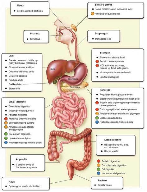 This is a diagram showing the 10 organs of the Human Digestive System and their functions, depicting the Digestion Process. Additional  information on how the Digestive System works can be found in the link. Digestive System Parts, Digestive System Anatomy, Human Digestive System, Sistem Pencernaan, Human Body Organs, Nurse Study Notes, Basic Anatomy And Physiology, The Digestive System, Biology Facts