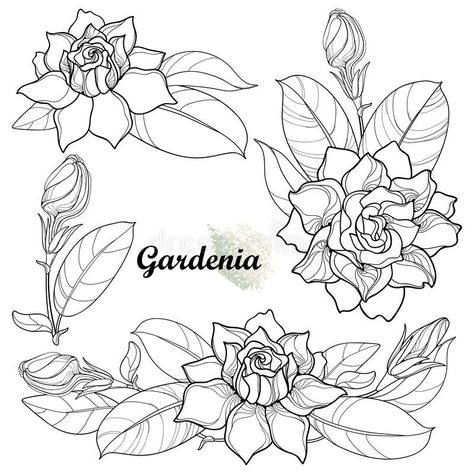 Gardenia Tattoo Design, Gardina Flowers Tattoo, Gardenia Drawing, Gardenia Flower Tattoo, Gardina Flowers, Gardenia Tattoo, Applic Work, Butterfly Leg Tattoos, Bird Of Paradise Tattoo