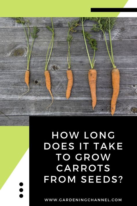 carrot growth stages with text overlay how long does it take to grow carrots from seeds When To Harvest Carrots, Aesthetic Plant Pot, Grow Carrots, Growing Broccoli, How To Plant Carrots, Growing Carrots, Carrot Cake Cupcakes, Garden Wallpaper, Cake Cupcakes