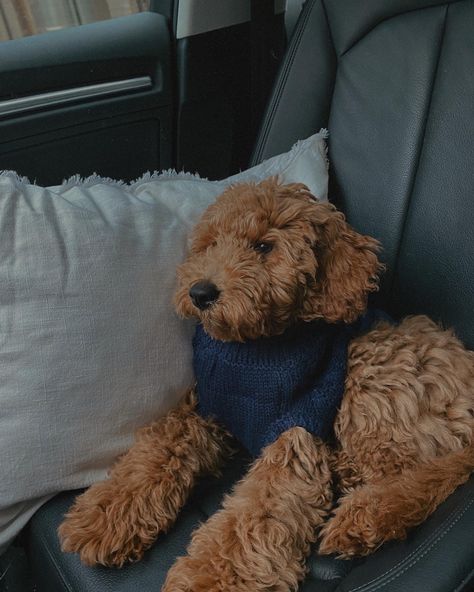 Golden Doodles Puppies, Golden Doodle Aesthetic, Goldendoodle Aesthetic, Viktor Aesthetic, Goldendoodle Colors, Golden Doodle Puppy, Mini Golden Doodle, Dream Puppy, F1b Goldendoodle