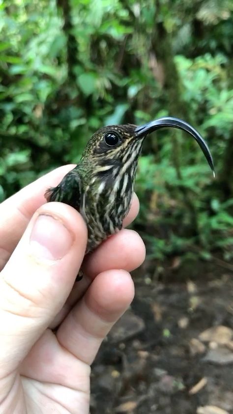 gourmetbiologist on Instagram: The White-tipped Sicklebill is one of the unique hummingbirds found in the tropics, and its unique bill makes it an easy stand out for… Bird Videos, Bird People, Amazing Animal Pictures, Animals Amazing, Gallery Wallpaper, Beautiful Bugs, Rare Animals, Exotic Birds, Cute Wild Animals