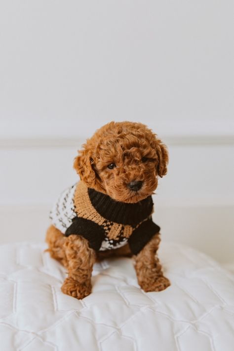 Red Teacup Poodle, Toy Poodle Photoshoot, Poodle Photoshoot, Red Toy Poodle, Puppy Photoshoot, Teacup Poodle Puppies, Small Dog Accessories, Teacup Poodle, Red Poodles