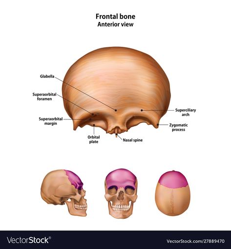 Frontal Bone, Png Images, Adobe Illustrator, Bones, Vector Images, Vector Free, Illustrator, Royalty Free, Product Description