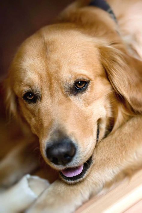 Doggie Money Shot, Image Chat, Beautiful Dog, Dogs Golden Retriever, Golden Retrievers, Hello Gorgeous, Hello Beautiful, Beautiful Dogs, Big Dogs