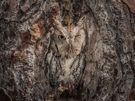 Owls Perfectly Camouflaged Within Trees by Graham McGeorge - My Modern Met Camouflage Animals, Eastern Screech Owl, Screech Owl, Owl Photos, Owl Pictures, Beautiful Owl, Forest Pictures, Foto Art, Birds Of Prey