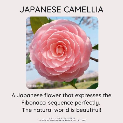 "A Japanese flower that expresses the Fibonacci sequence perfectly. The natural world is beautiful!" Fibonacci Flower, Japanese Camellia, Secret Photo, Fibonacci Sequence, Japanese Flower, Human Anatomy And Physiology, Sensitive People, The Natural World, Japanese Flowers