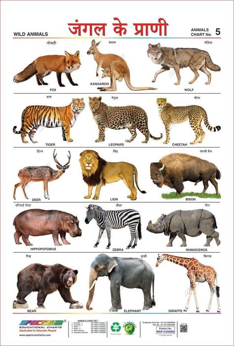 Printable Animal Pictures, Animal Chart, Wild Animals List, Animal Pictures For Kids, Animals Name In English, Animal Flashcards, Learning Poster, Learning English For Kids, Wild Animals Pictures