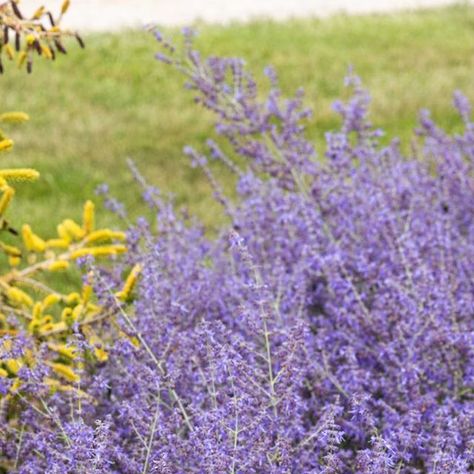 Kaleb Wyse on Instagram: "If you want a bright pop of purple color during the summer with almost no work, try this crazy Blue Russian Sage! You’re going to love how it looks when it’s hot and dry outdoors! #plantstogrow #russiansage #purplecolor #colorfulplants" Russian Sage, Colorful Plants, Purple Color, Purple, Blue, Plants, Color, Instagram