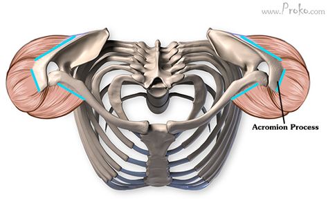 Learn To Draw People, Shoulder Anatomy, Arm Anatomy, Human Skeleton Anatomy, Human Muscle Anatomy, Skeleton Anatomy, Shoulder Bones, Anatomy Sculpture, Human Body Anatomy