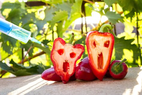 bell pepper next to a syringe against, gmo food concept Detoxifying Food, Genetically Modified Food, Gmo Foods, Human Nutrition, Organic Diet, Modern Food, Food Concept, Eating Organic, Good Housekeeping