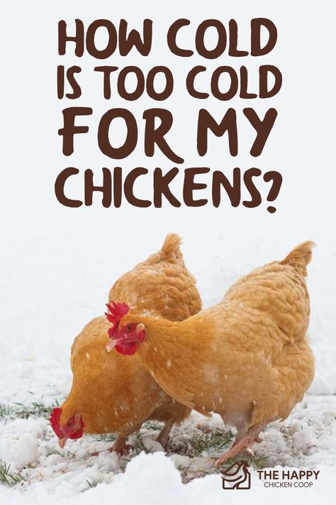 How do we prepare ourselves and our flocks for the long winter months. First we will look at how cold is too cold for my chickens. Raising Chickens Diy, Raising Turkeys, Chickens In The Winter, Best Egg Laying Chickens, Egg Laying Chickens, Backyard Chicken Coop Plans, Backyard Chicken Farming, Chicken Health, Raising Backyard Chickens